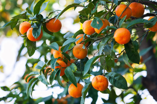 Agrumeti e biodiversità: il progetto "Adotta un albero di clementine" aiuta il territorio calabrese