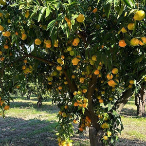 Adotta un albero di clementine della Piana di Sibari