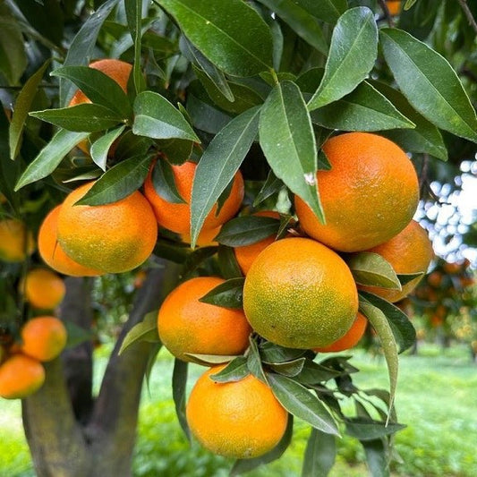 CLEMENTINE FRESCHE E NON TRATTATE