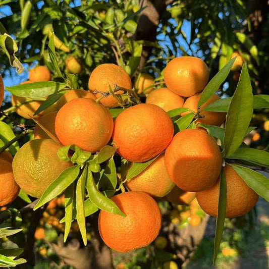 CLEMENTINE FRESCHE E NON TRATTATE