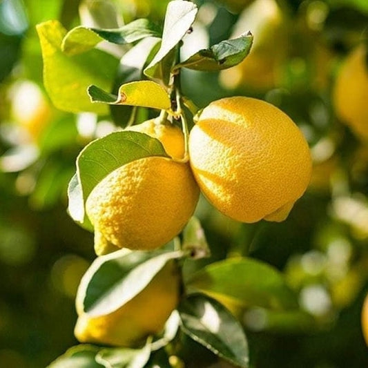 Limoni Zagara Bianca Freschi e Non Trattati