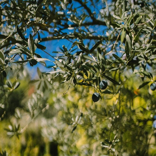 Olio di Sibari - EVO 100%