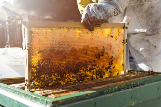 Apicoltura sostenibile: come scegliere miele di qualità e rispettoso dell'ambiente
