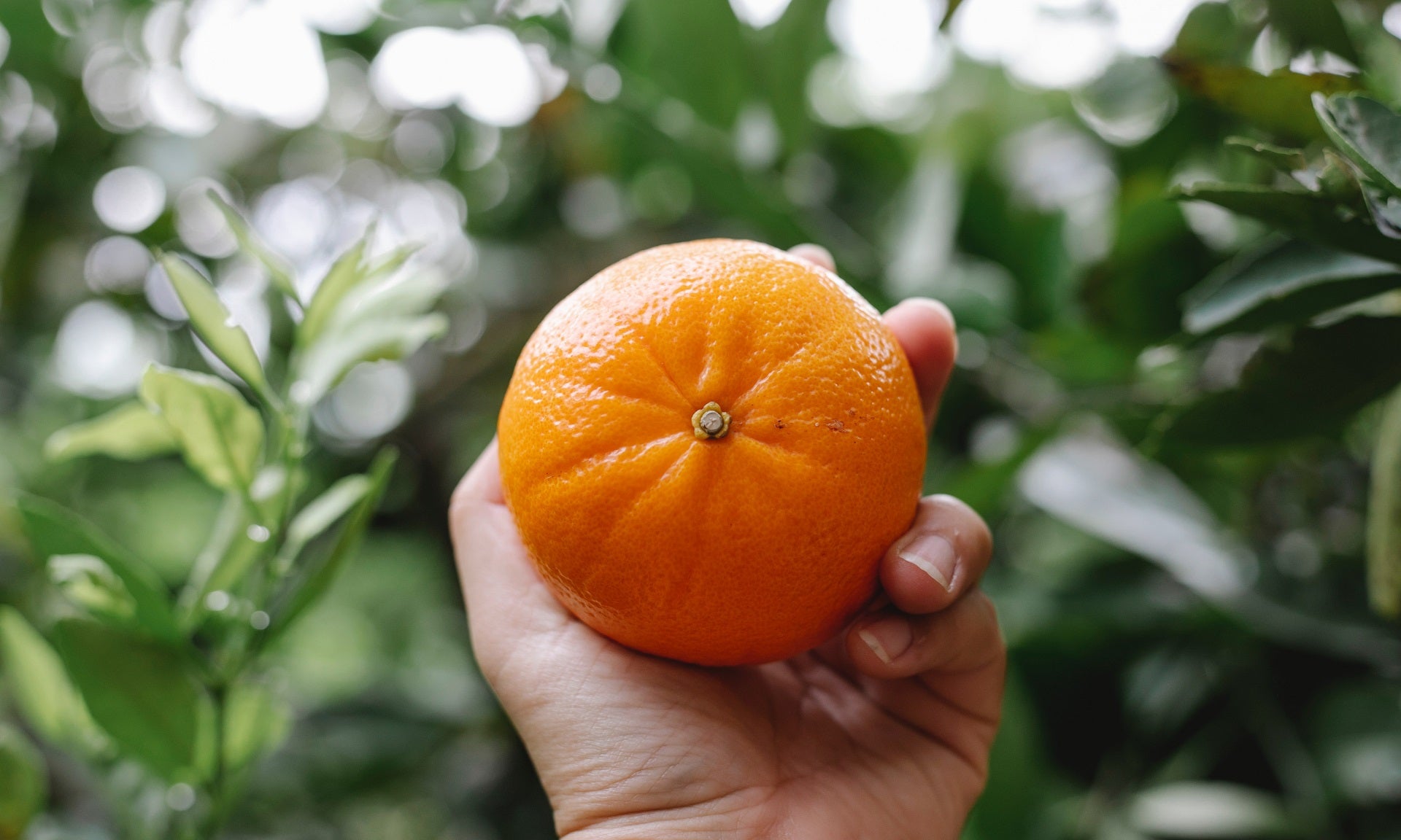 Clementine: origini, caratteristiche e benefici, consumo