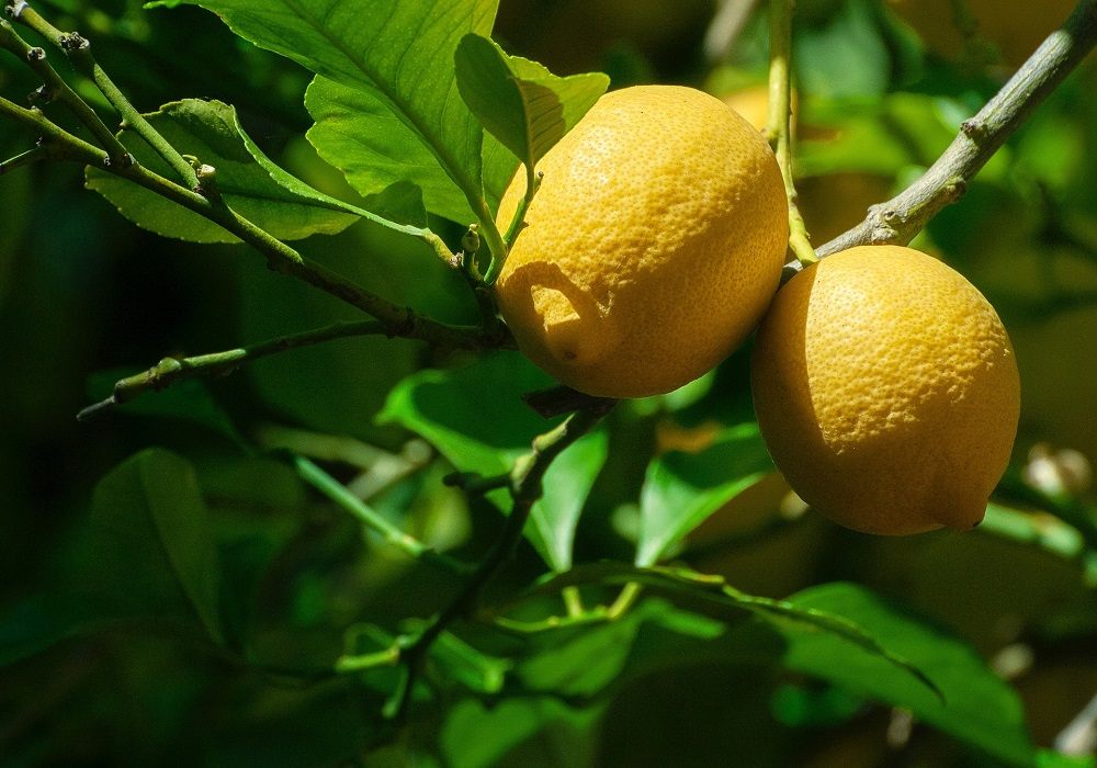 Limoni: guida completa alle varietà, tipologie e stagioni