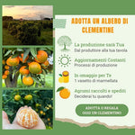 Carica l&#39;immagine nel visualizzatore di Gallery, Adotta un albero di clementine della Piana di Sibari
