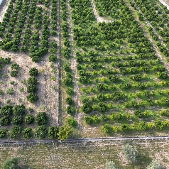 Adotta un albero di clementine della Piana di Sibari