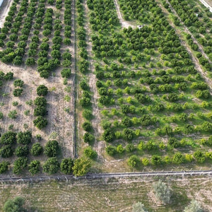 Adotta un albero di Clementine Italiano