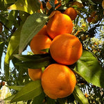 Carica l&#39;immagine nel visualizzatore di Gallery, CLEMENTINE FRESCHE E NON TRATTATE
